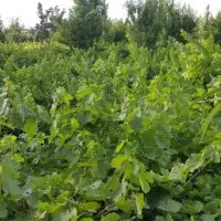 باغ انگور به مساحت ۴۸۰۰متر ۴جریب شناط
