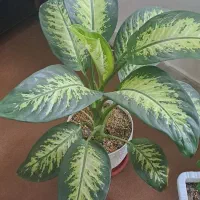 گل و آپارتمانی|گل و گیاه طبیعی|خسروشاه, |دیوار