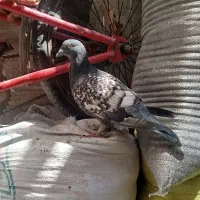 جفت کبوتر طاووسی|پرنده|مشهد, کشف|دیوار