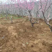 زمین کاسبی