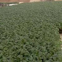 نشا 8320دستی|خدمات باغبانی و درختکاری|کاکی, |دیوار