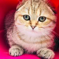 گربه بریتیش اسکاتیش چین چیلا گُلد و سیلور دبل فولد|گربه|مشهد, سجاد شهر|دیوار