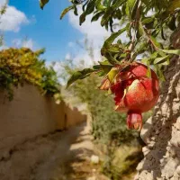 زمین-باغ-برای-باغچه-ویلا-چسبیدب-موتور-آب-سند-مادر