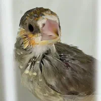 جوجه فنچهای خاص|پرنده|تهران, امامت|دیوار