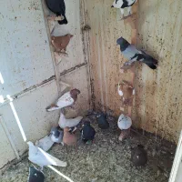 فروش ببونی و شهری