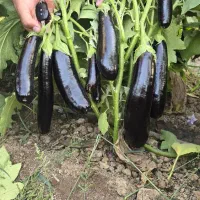 نشا بادمجان