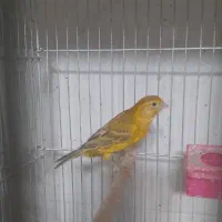 فروش تعدادی قناری|پرنده|فولادشهر, مسکن مهر فولادشهر|دیوار