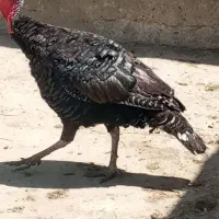 بوقلمون|حیوانات مزرعه|بروجرد, |دیوار