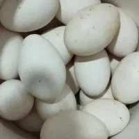 تخم غاز