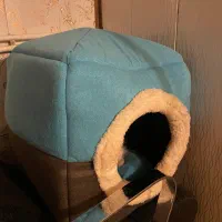 گربه اسکاتیش پرشین|گربه|تربتحیدریه, کوه سنگی|دیوار