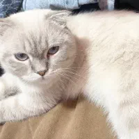 اسکاتیش فولد سیلور فوری|گربه|تهران, زاهد گیلانی|دیوار