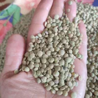 عدس محلی اصل اصل