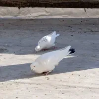 کبوتر پرشی وبازی کن|پرنده|بروجن, |دیوار