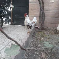 ۲ جفت مرغ خروس گلین سالم و سرحال