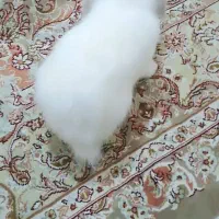 خرگوش لوپ تربیت شده