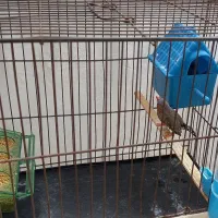 پرنده