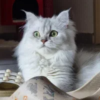 واگذاری گربه بریتیش نر لانگ هیر