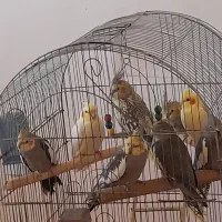 عروس هلندی سخنگو نروماده لوتینو سینامون مرواریدی