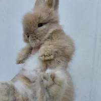 خرگوش لوپ اصیل|موش و خرگوش|مشهد, تربیت (صدف)|دیوار