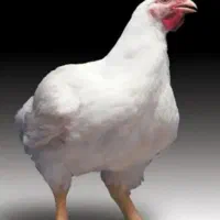 مرغ زنده ۱۱۸