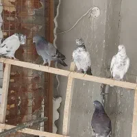 فروشی|پرنده|دامغان, |دیوار