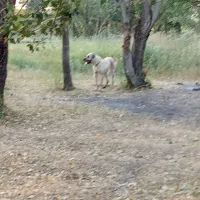 ماده عراقی|سگ|هریس, |دیوار