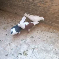 کبوتر ساتن سفید ، دوکت سیاه و چپ سرخ|پرنده|فولادشهر, مسکن مهر فولادشهر|دیوار