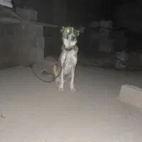 سلام سک گله وصحرا