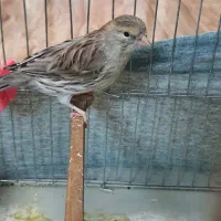 قناری ماده اوپال گنجشکی|پرنده|شاهدشهر, |دیوار