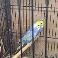 مرغ عشق رینبو ویولت