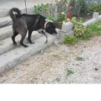 سگ پژدر عراقی