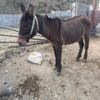 قاطر جوان باری