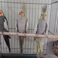 فروش سه عدد عروس هلندی|پرنده|بروجرد, |دیوار