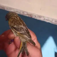 گلبسر نر بخوان