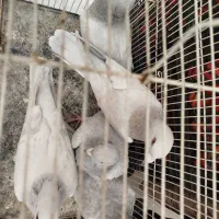 کفتر هودی پاکستانی