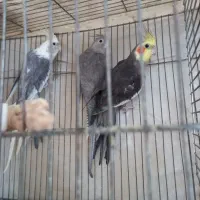 سه عدد عروس هلندی بالغ