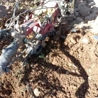 کار کشاورزی|خدمات باغبانی و درختکاری|زرند, |دیوار