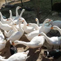 فروش غوغازاصیل جوان