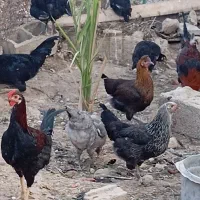 فروش مرغ وخروس|حیوانات مزرعه|وحدتیه, |دیوار