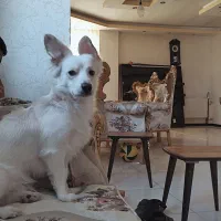 سگ گمشده|حیوانات|شیراز, شاه قلی بیگی|دیوار