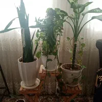 گل های طبیعی وسرحال