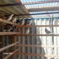 کبوتر پرشی همگی عالی جواب داده یکجای دونه ای ۳۰۰|پرنده|فردیس, شهرک ۱۱۰|دیوار