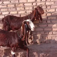 دوراس بزپاکستانی جمل