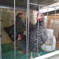 جوجه خروس آمروک و مرندی|حیوانات مزرعه|مشهد, حسابی جنوبی (شهرک غرب)|دیوار