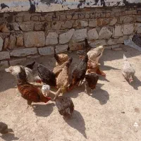 مرغ وخروس کوردی|حیوانات مزرعه|جوانرود, |دیوار