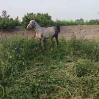 اسب نریون ترکمن