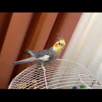 عروس هلندی نر با قفس|پرنده|قم, چهل درخت‎|دیوار