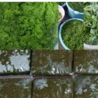 انواع سبزی خورشتی|خوردنی و آشامیدنی|رامهرمز, |دیوار