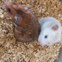 همستر|موش و خرگوش|فردیس, داوری|دیوار