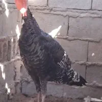 بوقلمون جوان نر|حیوانات مزرعه|گمیشان, |دیوار